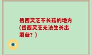 岳西灵芝不长菇的地方(岳西灵芝无法生长出蘑菇？)