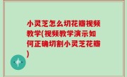 小灵芝怎么切花瓣视频教学(视频教学演示如何正确切割小灵芝花瓣)