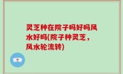 灵芝种在院子吗好吗风水好吗(院子种灵芝，风水轮流转)