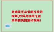 高端灵芝盆景图片欣赏视频(欣赏高端灵芝盆景的精美图集和视频)
