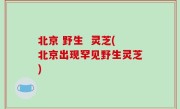 北京 野生  灵芝(北京出现罕见野生灵芝)