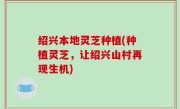 绍兴本地灵芝种植(种植灵芝，让绍兴山村再现生机)