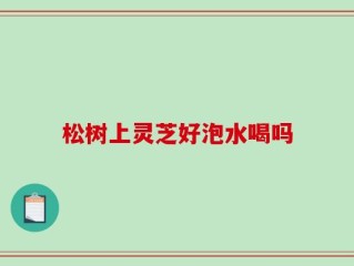 松树上灵芝好泡水喝吗