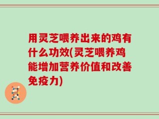 用灵芝喂养出来的鸡有什么功效(灵芝喂养鸡能增加营养价值和改善免疫力)