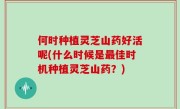 何时种植灵芝山药好活呢(什么时候是最佳时机种植灵芝山药？)