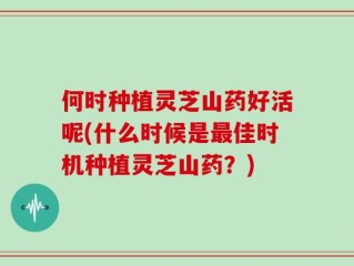 何时种植灵芝山药好活呢(什么时候是最佳时机种植灵芝山药？)