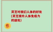 灵芝对我们人体的好处(灵芝提升人体免疫力的益处)