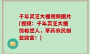 千年灵芝大棚视频图片(视频：千年灵芝大棚惊艳世人，草药农民创业致富！)