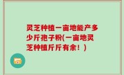 灵芝种植一亩地能产多少斤孢子粉(一亩地灵芝种植斤斤有余！)