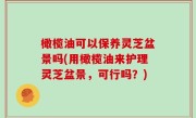 橄榄油可以保养灵芝盆景吗(用橄榄油来护理灵芝盆景，可行吗？)