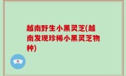 越南野生小黑灵芝(越南发现珍稀小黑灵芝物种)