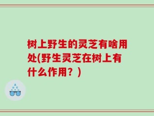 树上野生的灵芝有啥用处(野生灵芝在树上有什么作用？)