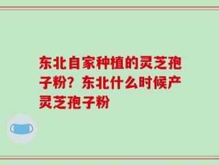 东北自家种植的灵芝孢子粉？东北什么时候产灵芝孢子粉