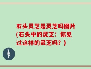 石头灵芝是灵芝吗图片(石头中的灵芝：你见过这样的灵芝吗？)