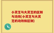 小灵芝与大灵芝的区别与功效(小灵芝与大灵芝的功效和区别)