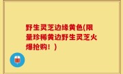 野生灵芝边缘黄色(限量珍稀黄边野生灵芝火爆抢购！)