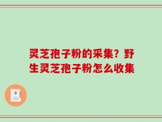 灵芝孢子粉的采集？野生灵芝孢子粉怎么收集