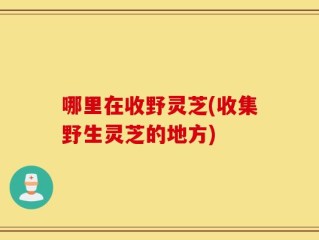 哪里在收野灵芝(收集野生灵芝的地方)