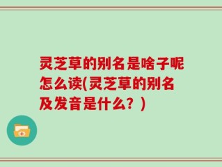 灵芝草的别名是啥子呢怎么读(灵芝草的别名及发音是什么？)