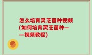 怎么培育灵芝菌种视频(如何培育灵芝菌种——视频教程)