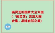 画灵芝的图片大全大图(「画灵芝」高清大图合集，品味自然之美)