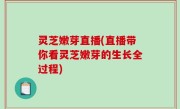 灵芝嫩芽直播(直播带你看灵芝嫩芽的生长全过程)
