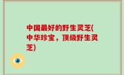 中国最好的野生灵芝(中华珍宝，顶级野生灵芝)