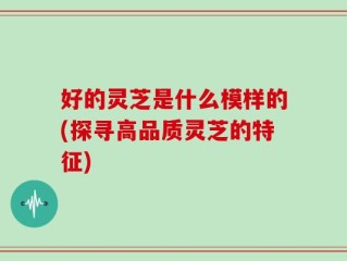 好的灵芝是什么模样的(探寻高品质灵芝的特征)