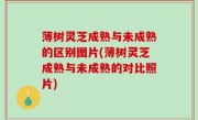 薄树灵芝成熟与未成熟的区别图片(薄树灵芝成熟与未成熟的对比照片)