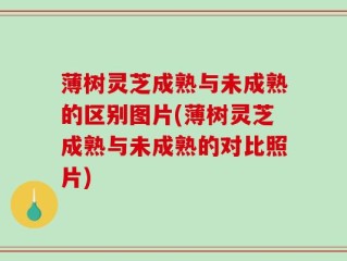 薄树灵芝成熟与未成熟的区别图片(薄树灵芝成熟与未成熟的对比照片)