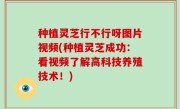 种植灵芝行不行呀图片视频(种植灵芝成功：看视频了解高科技养殖技术！)