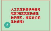 人工灵芝长得快吗图片欣赏(观赏灵芝快速生长的照片，探究它们的生长速度)