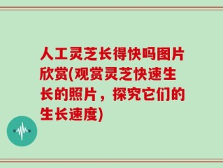 人工灵芝长得快吗图片欣赏(观赏灵芝快速生长的照片，探究它们的生长速度)