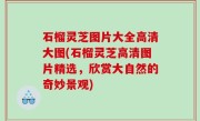 石榴灵芝图片大全高清大图(石榴灵芝高清图片精选，欣赏大自然的奇妙景观)