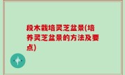 段木栽培灵芝盆景(培养灵芝盆景的方法及要点)