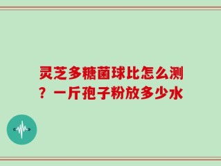 灵芝多糖菌球比怎么测？一斤孢子粉放多少水