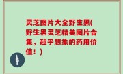 灵芝图片大全野生黑(野生黑灵芝精美图片合集，超乎想象的药用价值！)