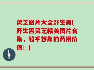 灵芝图片大全野生黑(野生黑灵芝精美图片合集，超乎想象的药用价值！)