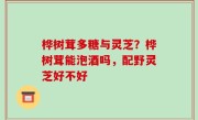 桦树茸多糖与灵芝？桦树茸能泡酒吗，配野灵芝好不好