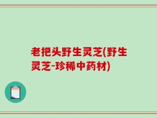 老把头野生灵芝(野生灵芝-珍稀中药材)