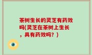 茶树生长的灵芝有药效吗(灵芝在茶树上生长，具有药效吗？)