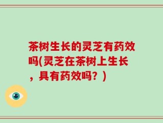 茶树生长的灵芝有药效吗(灵芝在茶树上生长，具有药效吗？)