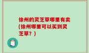 徐州的灵芝草哪里有卖(徐州哪里可以买到灵芝草？)