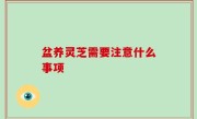 盆养灵芝需要注意什么事项