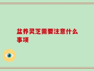 盆养灵芝需要注意什么事项