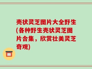 壳状灵芝图片大全野生(各种野生壳状灵芝图片合集，欣赏壮美灵芝奇观)