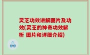灵芝功效讲解图片及功效(灵芝的神奇功效解析 图片和详细介绍)