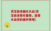 灵芝森系图片大全(灵芝森系照片集锦，感受大自然的美妙奇观)