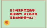 什么树生长灵芝最好(最佳树种：灵芝最适合生长的树种是什么？)