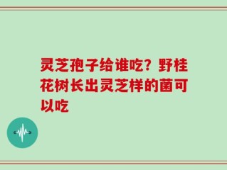 灵芝孢子给谁吃？野桂花树长出灵芝样的菌可以吃